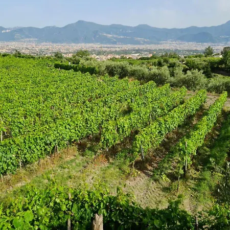 Vesuvio Bed & Wine Experience ファームステイ