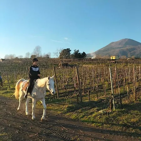 Vesuvio Bed & Wine Experience ファームステイ *