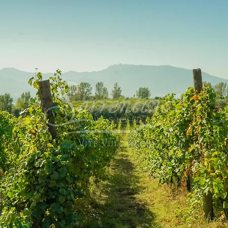 Farm stay Vesuvio Bed & Wine Experience
